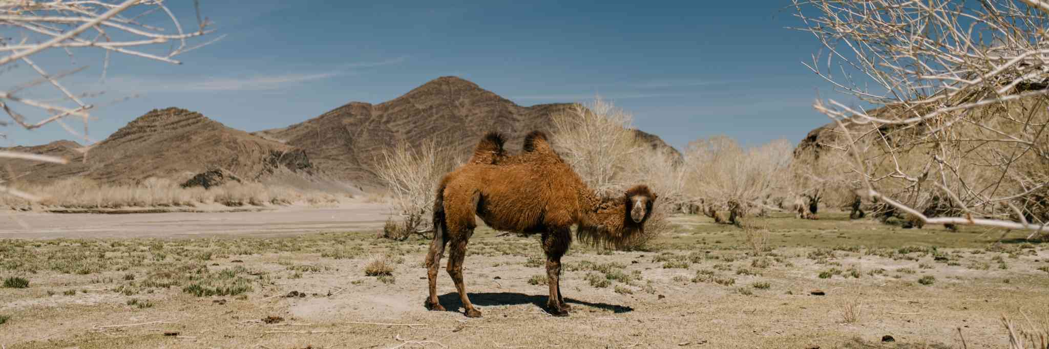 新疆哈萨克族牧民的骆驼生意经