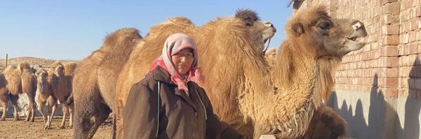 飘香的驼奶叩开牧民萨仁其木格家的致富门